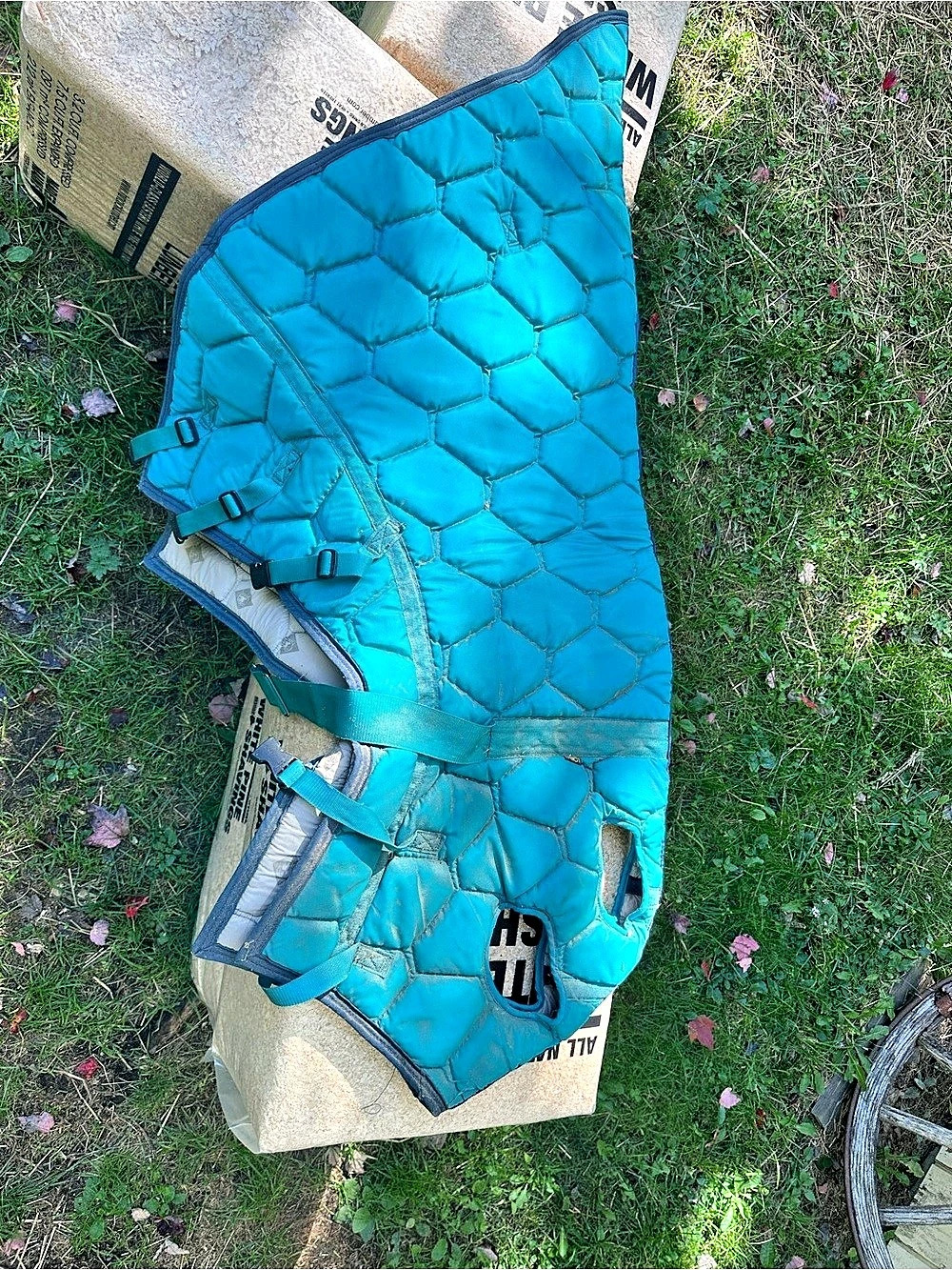 Big D horse hood for winter